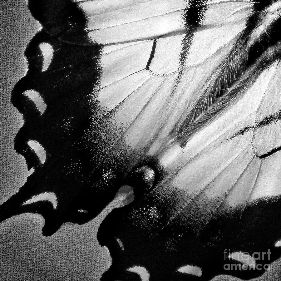 Eastern Tiger Swallowtail Butterfly Wing Black White Square Photograph by Karen Adams