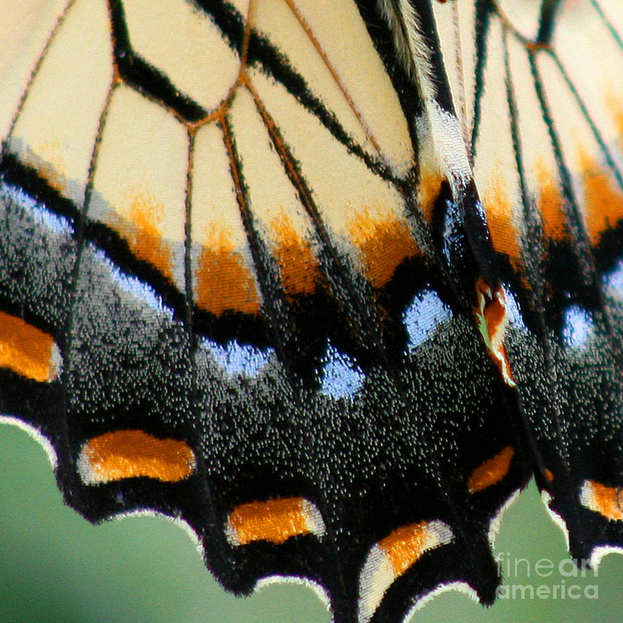 Eastern Tiger Swallowtail Butterfly Wing Square 2 Photograph by Karen Adams