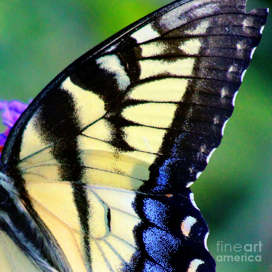 Eastern Tiger Swallowtail Butterfly Wing Square 3 Photograph by Karen Adams