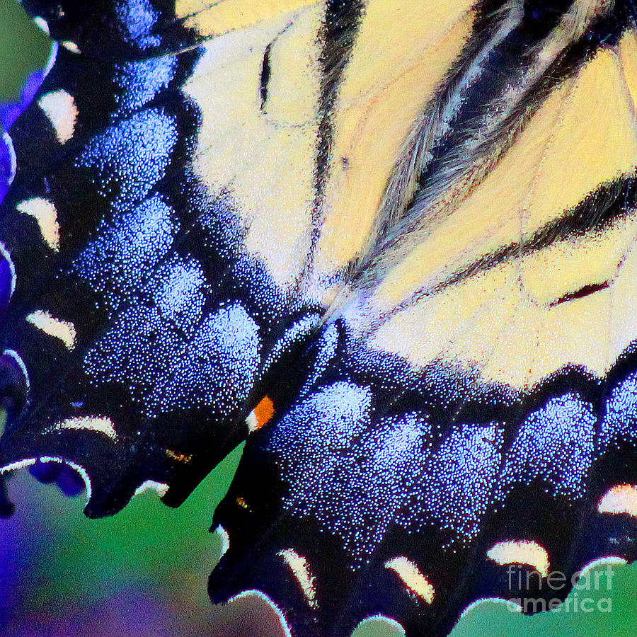 Eastern Tiger Swallowtail Butterfly Wing Square 4 Photograph by Karen Adams