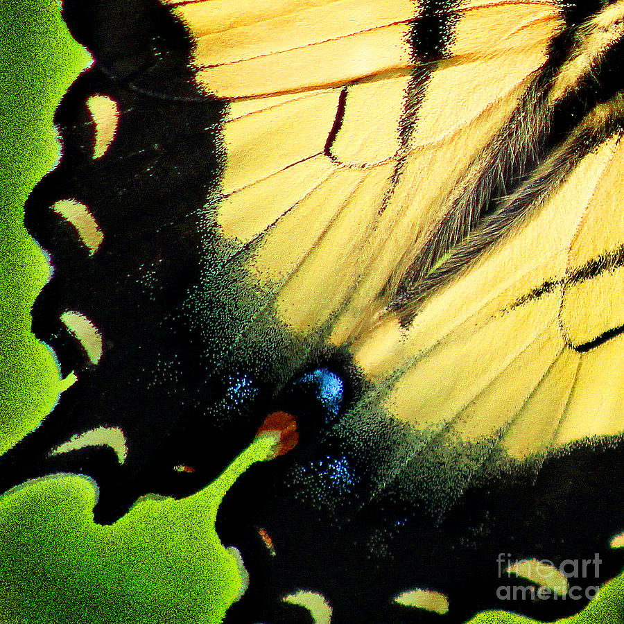Eastern Tiger Swallowtail Butterfly Wing Square Photograph by Karen Adams