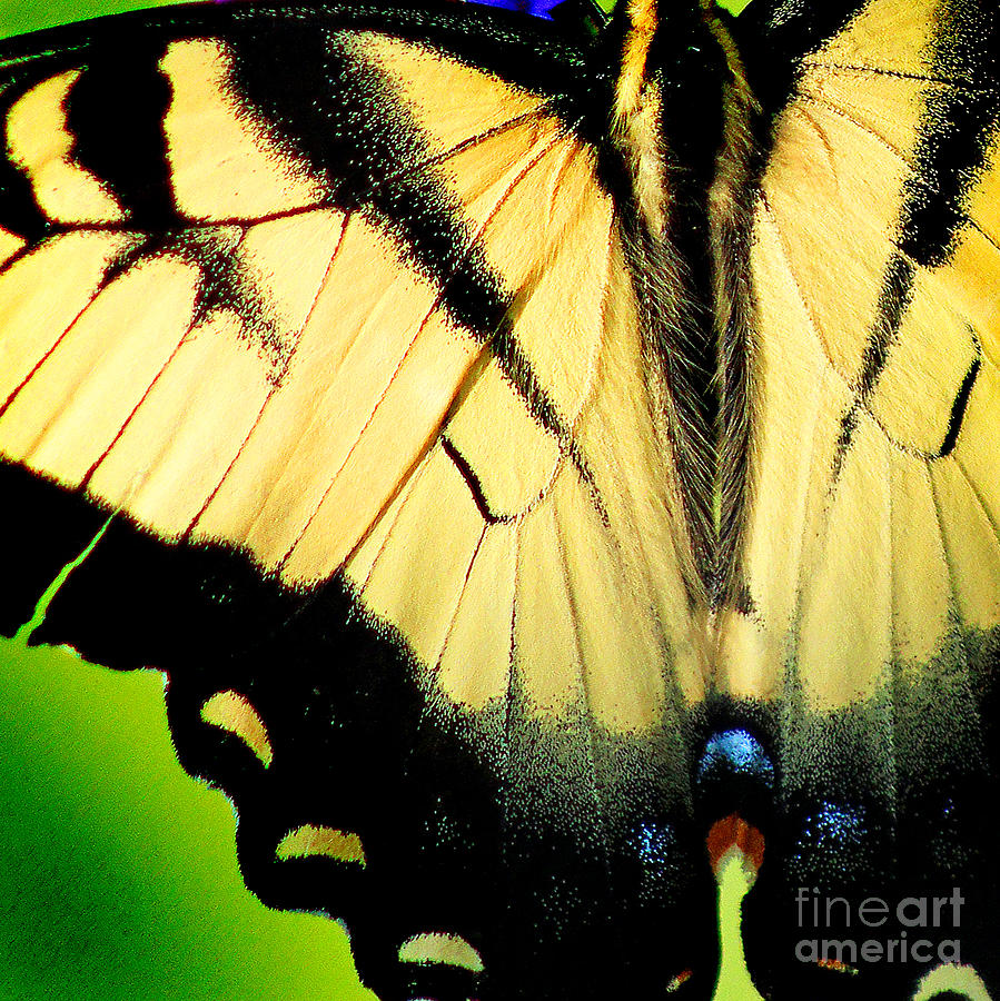 Eastern Tiger Swallowtail Butterfly Wings Square Photograph by Karen Adams