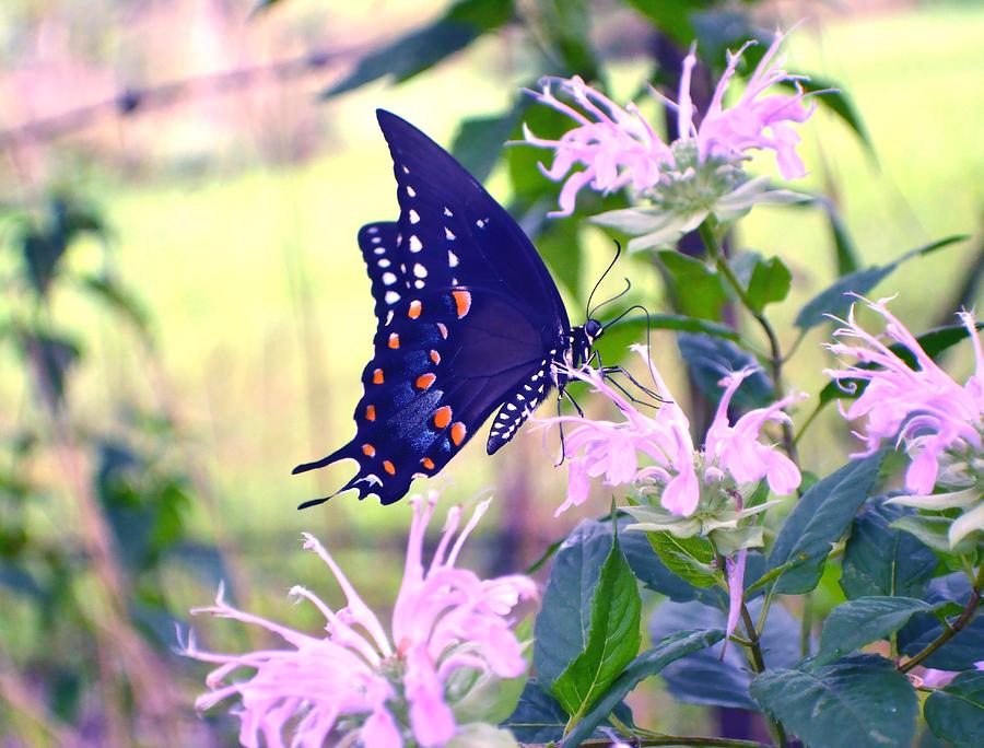 Butterfly Photograph - Eastern Tiger Swallowtail Dark by Deena Stoddard