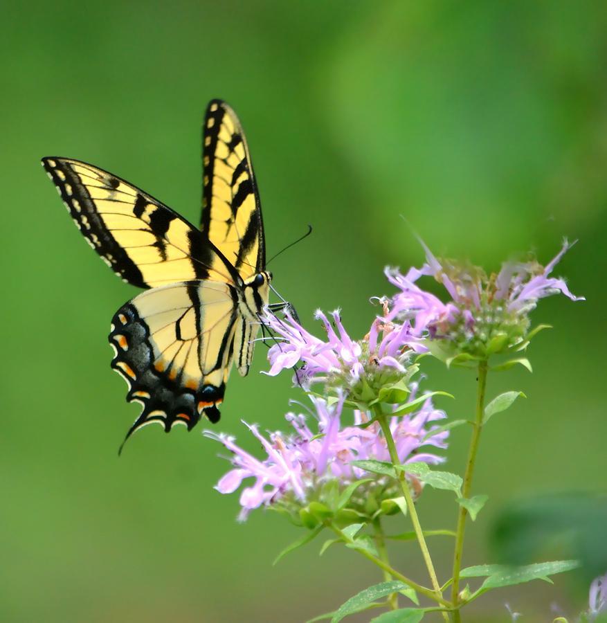 Eastern Tiger Swallowtail Photograph by Deena Stoddard