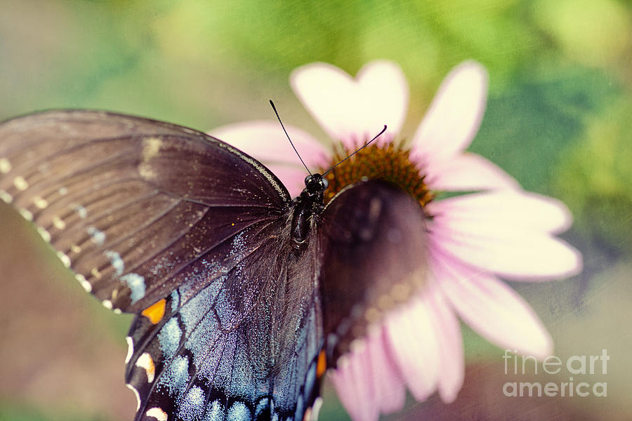 Butterfly Photograph - Eastern Tiger Swallowtail by Erin Johnson