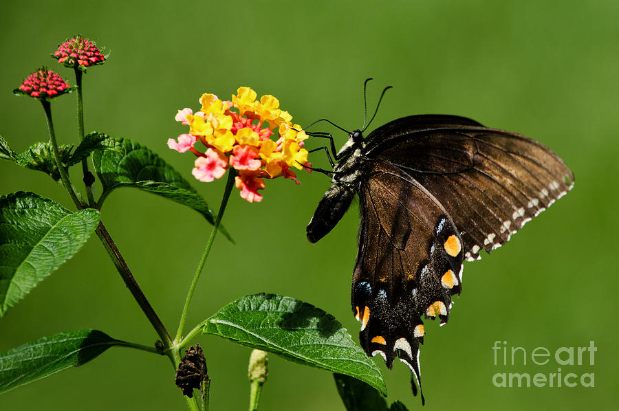 Eastern Tiger Swallowtail Female Photograph by Paul Mashburn