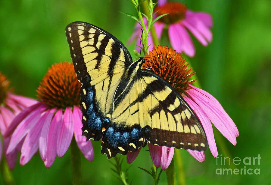 Eastern Tiger Swallowtail Female Photograph by Rodney Campbell