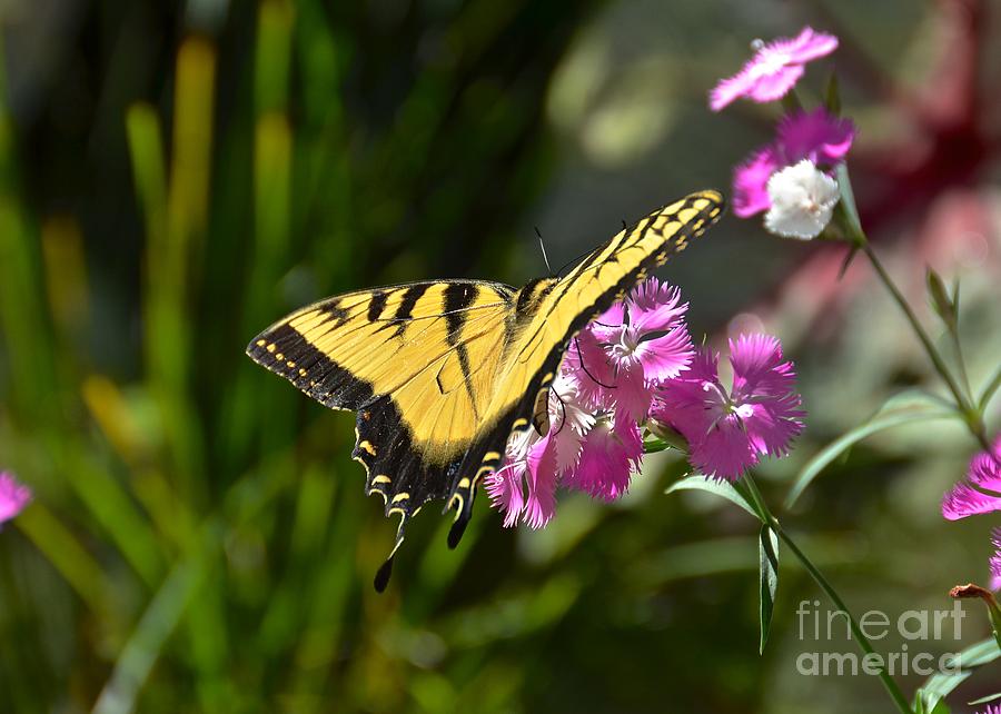 Eastern Tiger Swallowtail II Photograph by Carol  Bradley