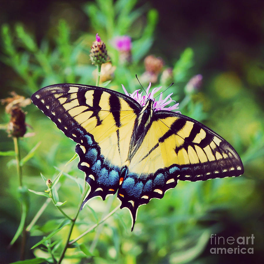 Eastern Tiger Swallowtail Photograph by Kerri Farley
