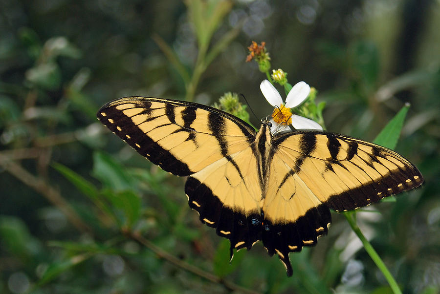 Eastern Tiger Swallowtail Photograph by Larah McElroy