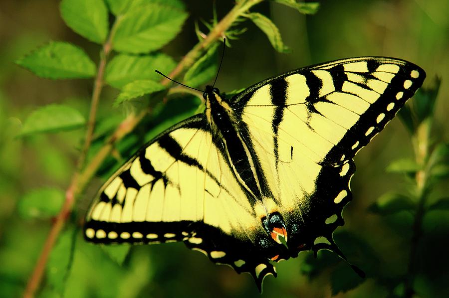 Eastern Tiger Swallowtail by Maria Mosolova/science Photo Library