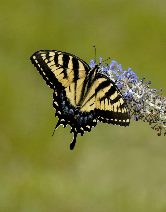 Eastern Tiger Swallowtail on Butterfly bush Photograph by Lara Ellis