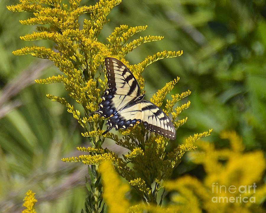 Eastern Tiger Swallowtail on Goldenrod Photograph by Carol  Bradley