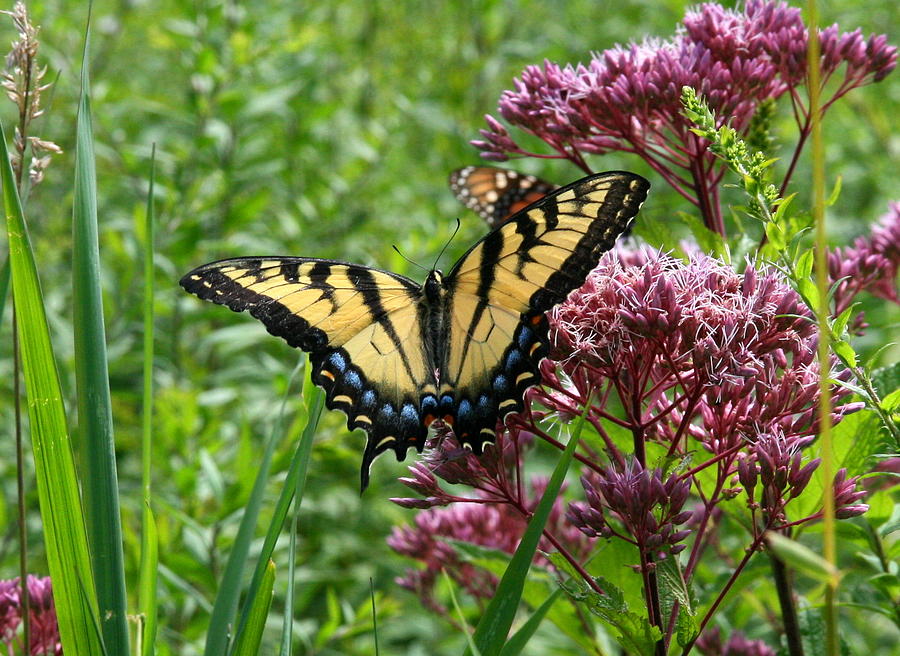 Eastern Tiger Swallowtail on Joe Pye Weed Photograph by Neal Eslinger