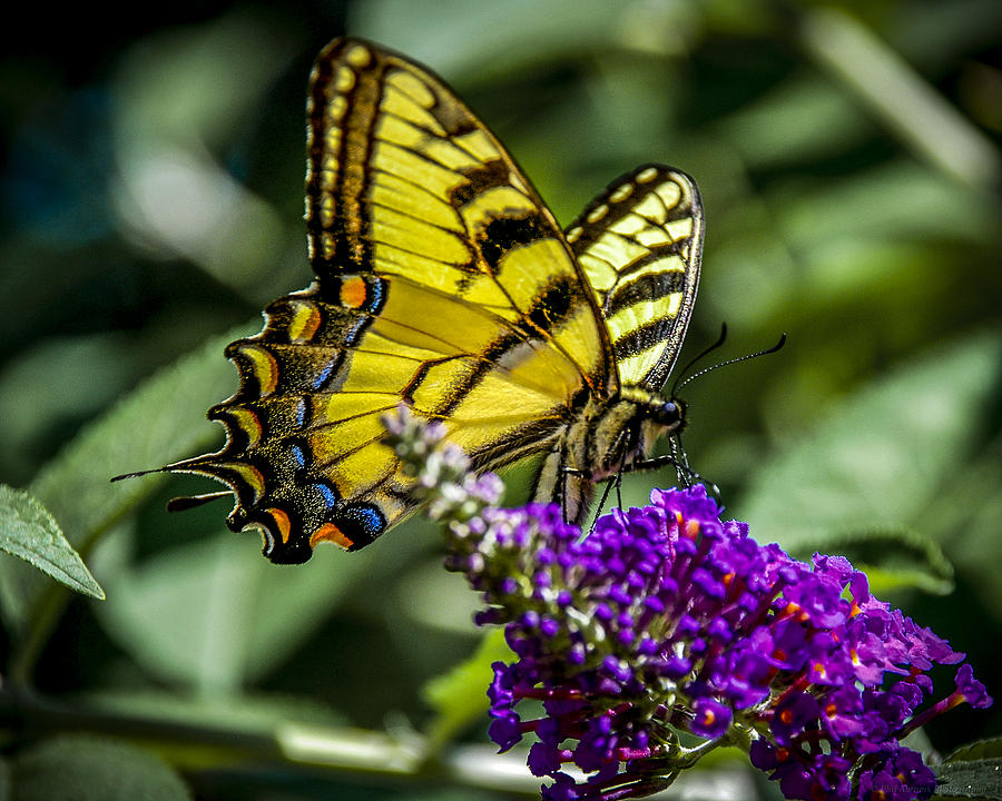 Eastern Tiger Swallowtail Photograph by Phil Abrams