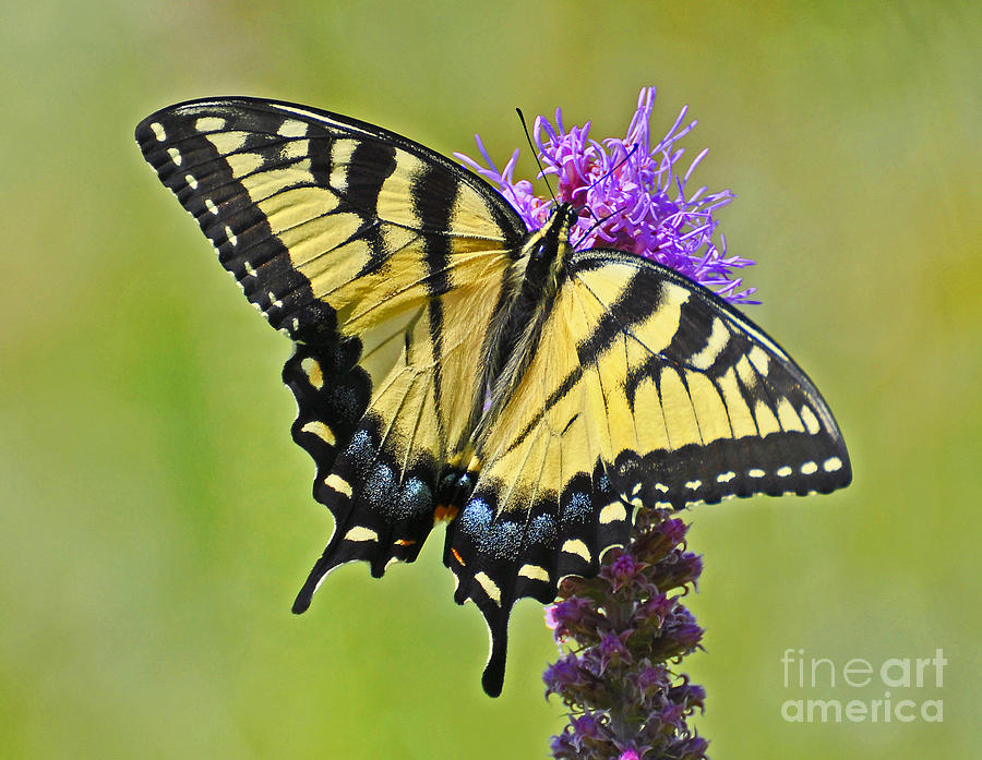 Eastern Tiger Swallowtail Photograph by Rodney Campbell