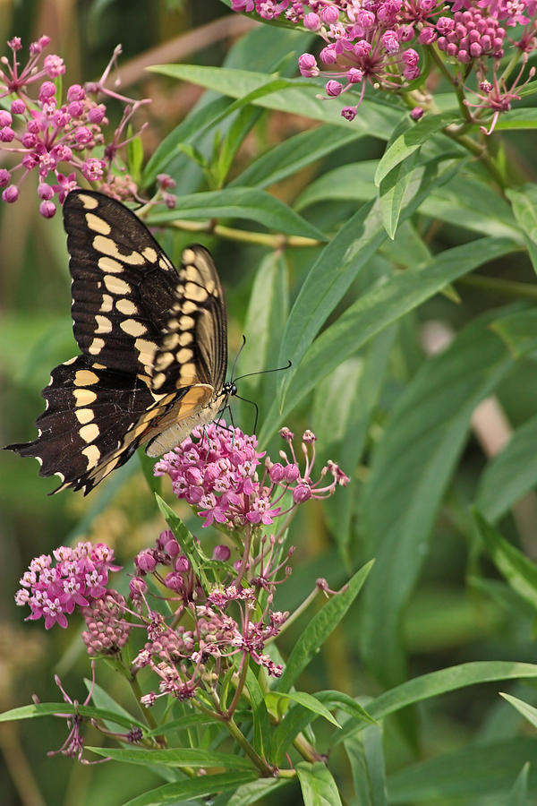 Eastern Tiger Swallowtail Photograph by Theo O Connor