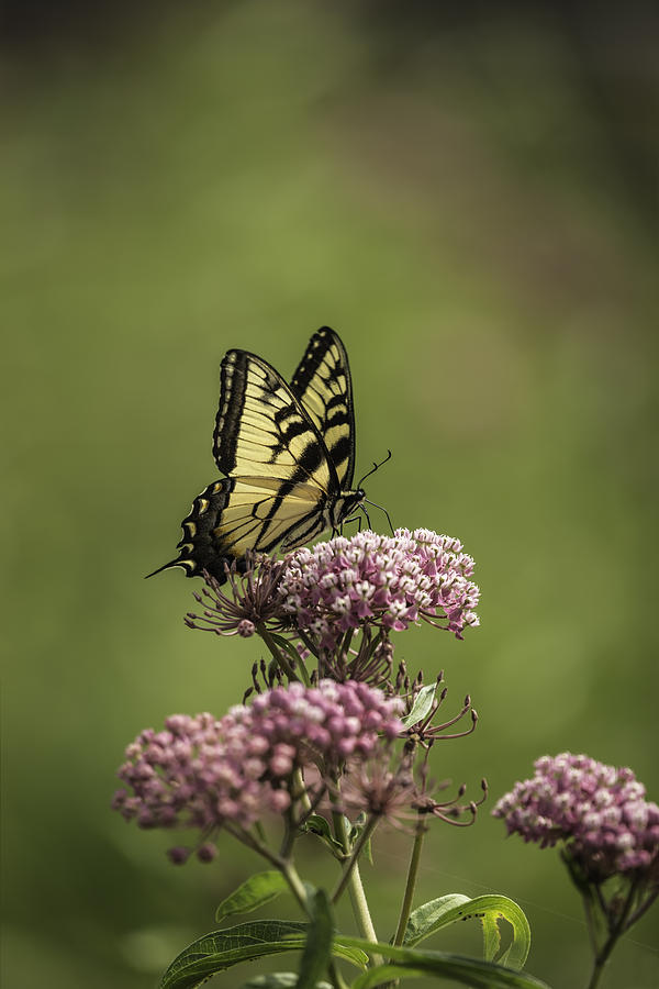 Eastern Tiger Swallowtail Photograph by Thomas Young