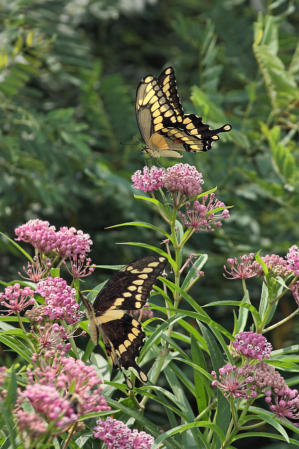 Flower Photograph - Eastern Tiger Swallowtails by Theo O Connor