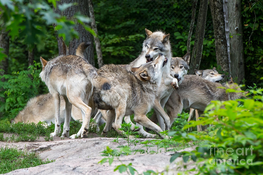 Eastern Timber Wolves Sparring - 2 Photograph