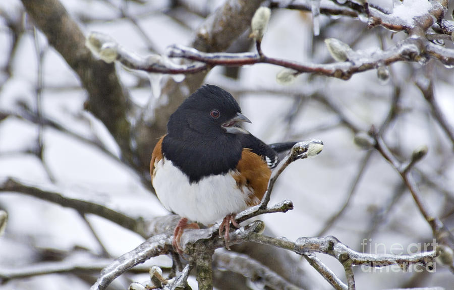 Eastern Towhee - D008687 Photograph by Daniel Dempster
