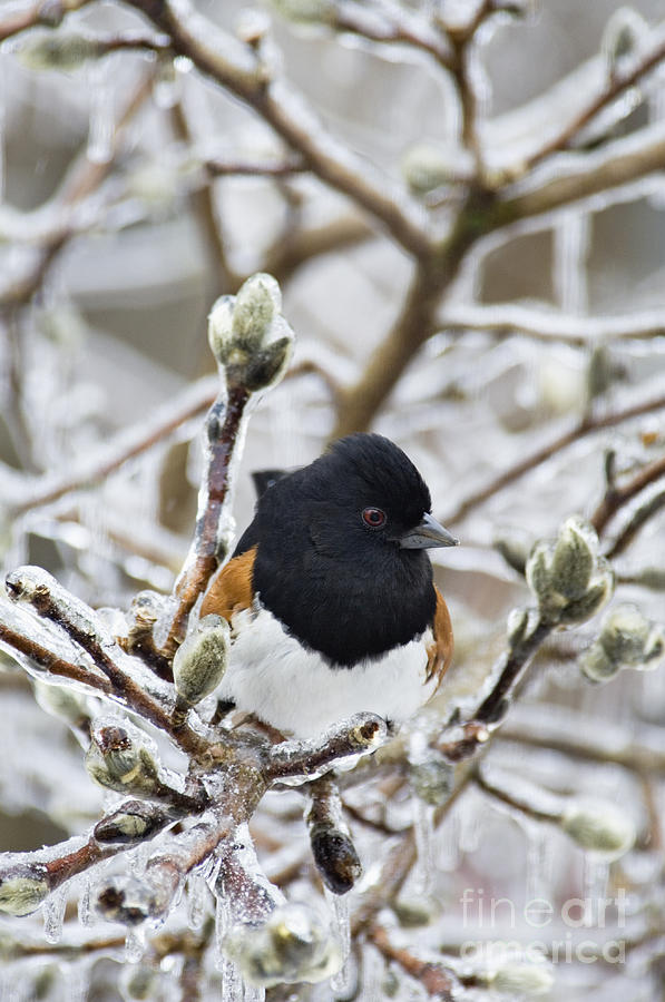 Eastern Towhee - D008810 Photograph by Daniel Dempster