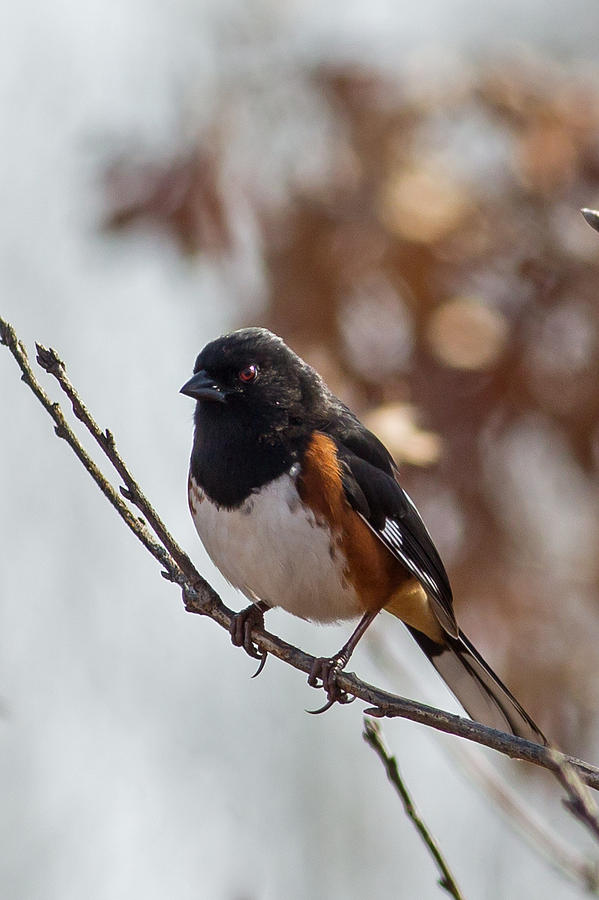 Eastern Towhee in Necedah Wildlife Refuge Photograph by Natural Focal Point Photography