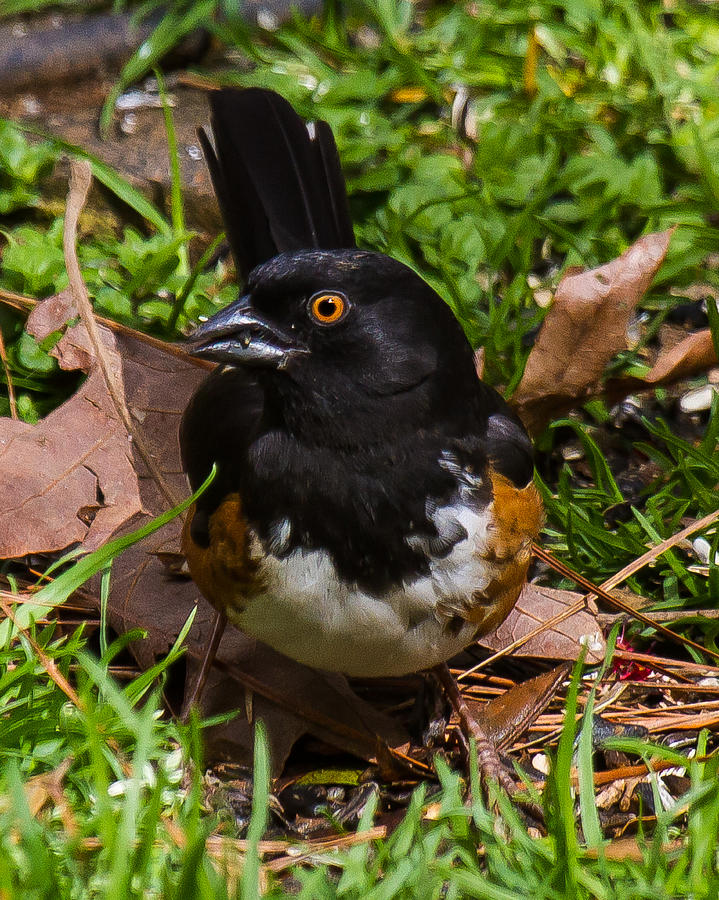 Eastern Towhee - Male Photograph by Robert L Jackson