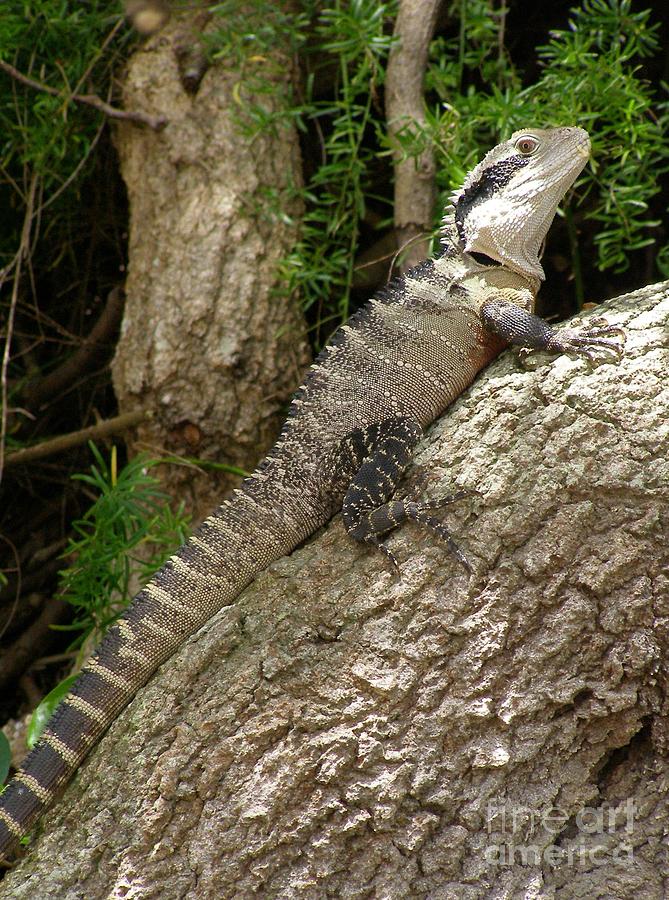 Eastern Water Dragon Photograph by Bev Conover