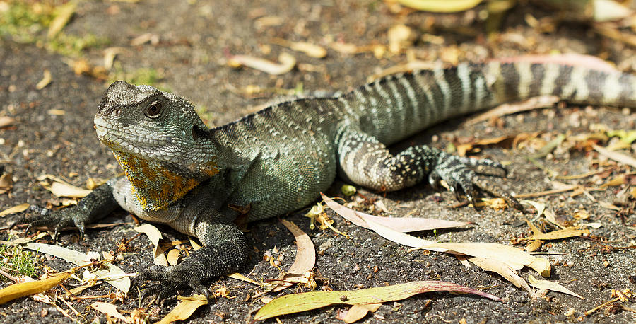 Eastern Water Dragon Botanic Gardens Canberra Photograph by Anna ...