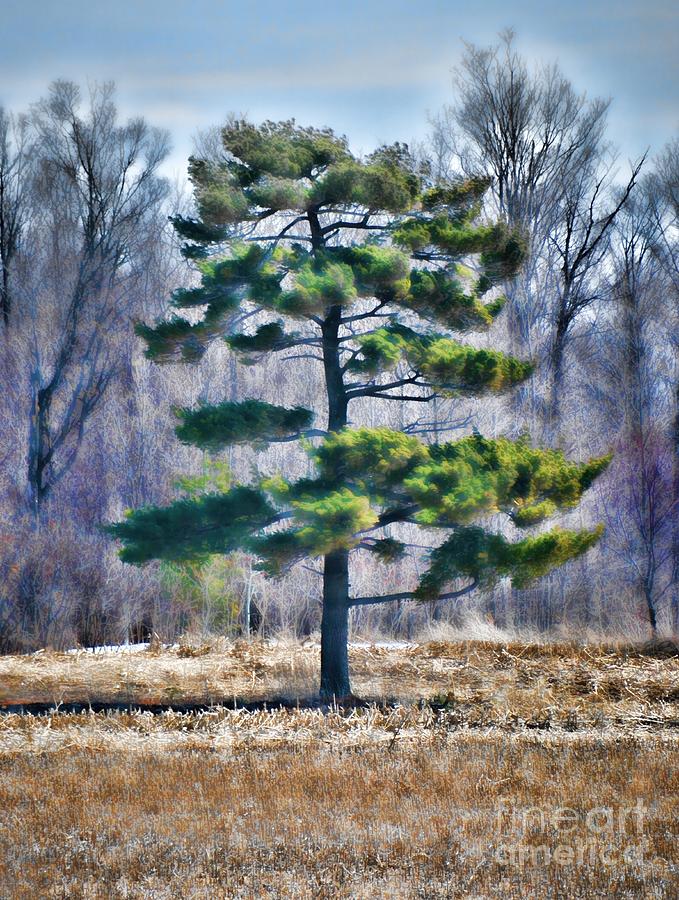Eastern White Pine Tree Photograph by Henry Kowalski