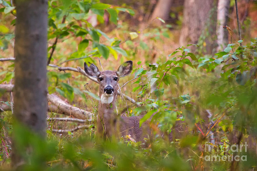 Eastern Whitetail Deer Photograph by Michele Steffey