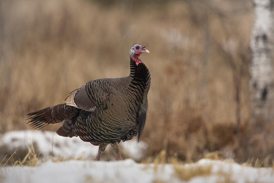 Eastern Wild Turkey Photograph by Linda Arndt