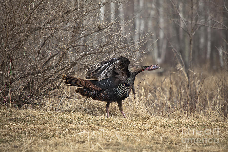 Nature Photograph - Eastern Wild Turkey by Linda Freshwaters Arndt