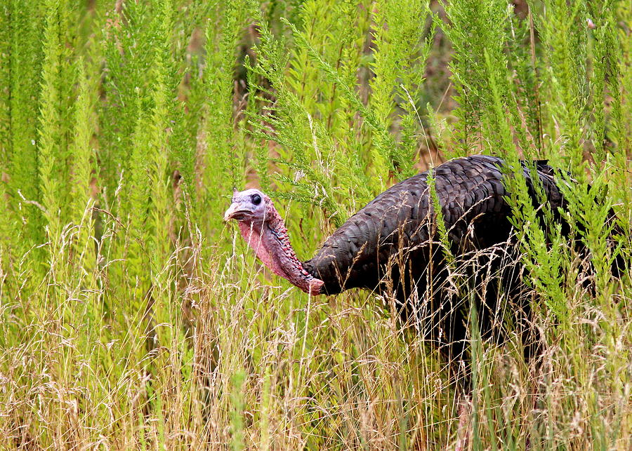 Eastern Wild Turkey - Longbeard Photograph by Travis Truelove