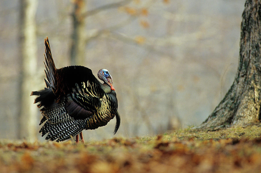 Wildlife Photograph - Eastern Wild Turkey (meleagris by Richard and Susan Day