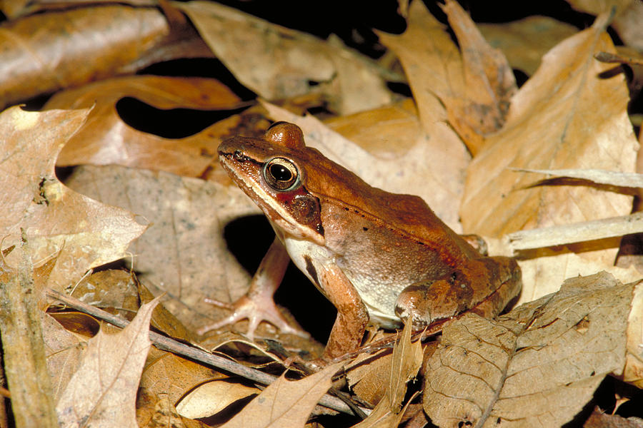 Eastern Wood Frog Photograph by Nicholas Bergkessel Jr