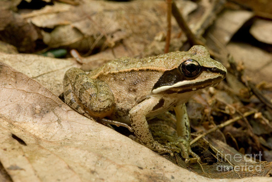 Eastern Wood Frog Photograph by Paul Whitten
