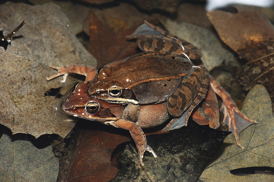 Eastern Wood Frogs Photograph by Nicholas Bergkessel Jr