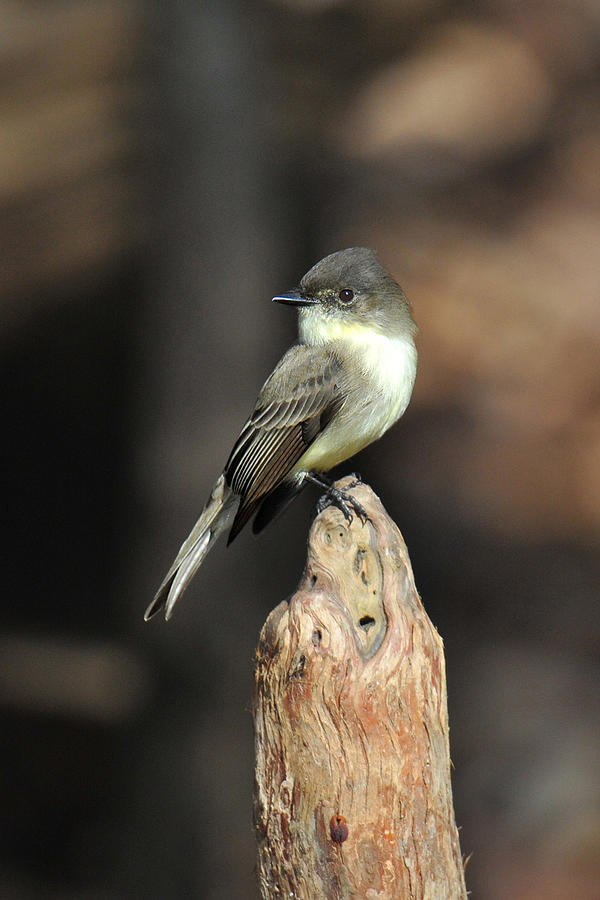 Flycatcher Photograph - Eastern Wood-Pewee by Alan Lenk