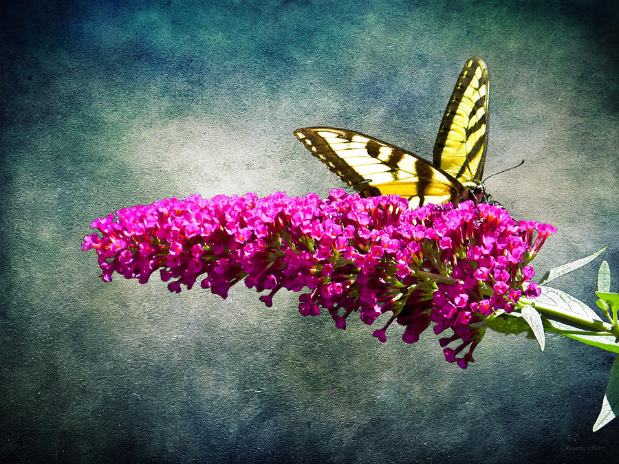 Eastern Yellow Swallowtail Photograph by Shawna Rowe
