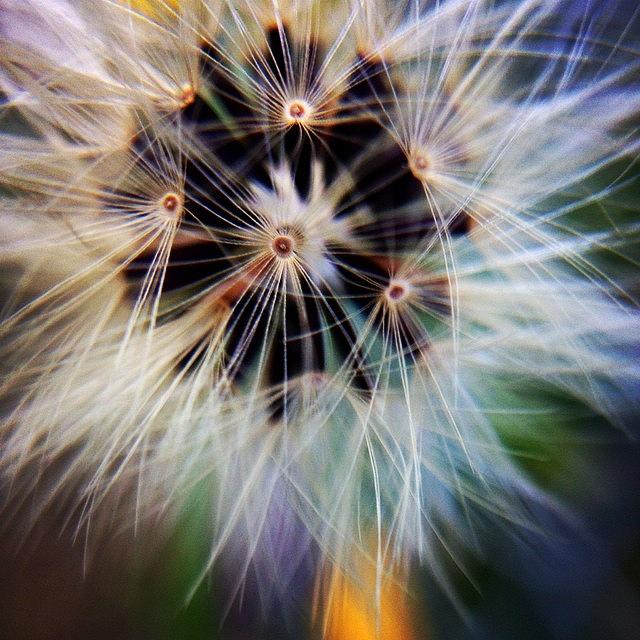 Flower Photograph - #easymacro #easymacroband #closeup by Kerri Ann McClellan