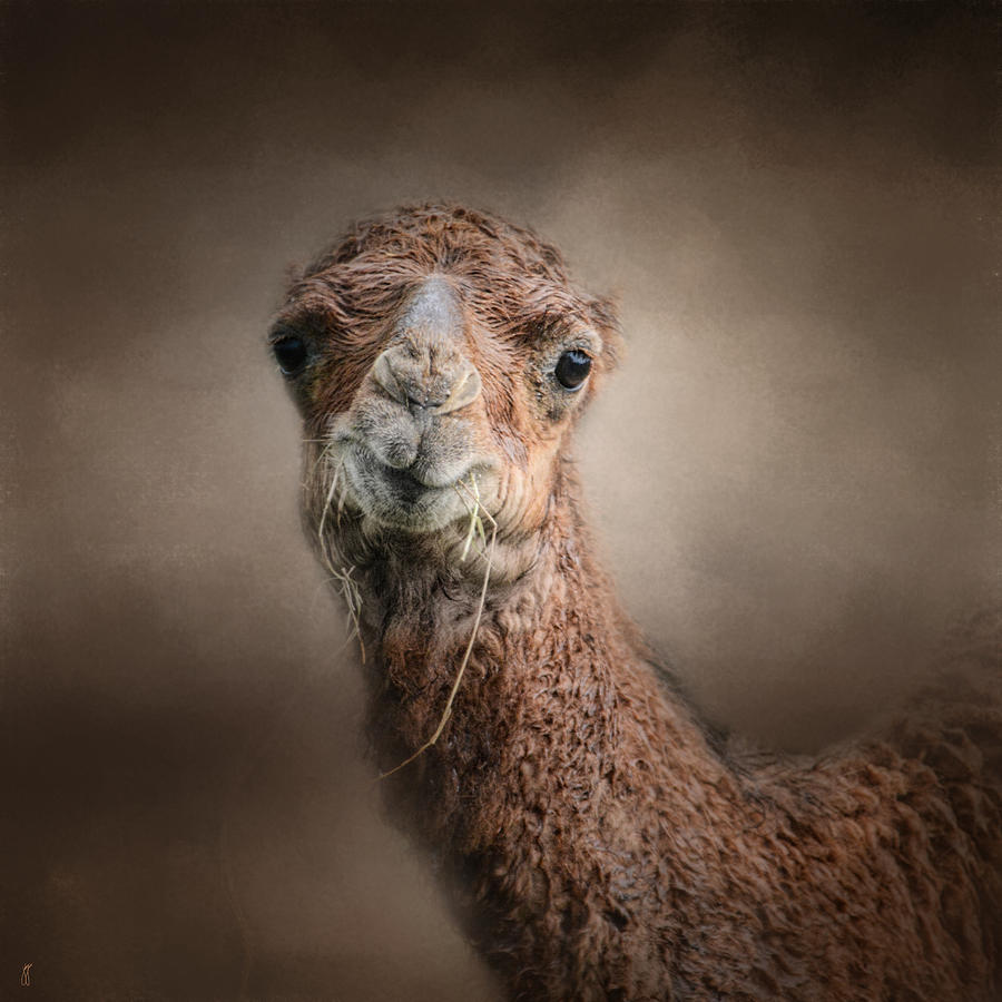 Eat Your Veggies - Baby Camel - Wildlife Photograph by Jai Johnson