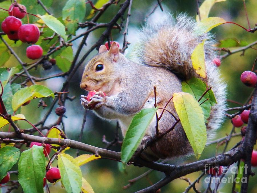 Eating Apples Photograph by Judy Via-Wolff