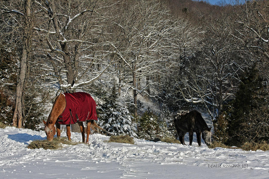 Eating Hay in the Snow Photograph by Denise Romano