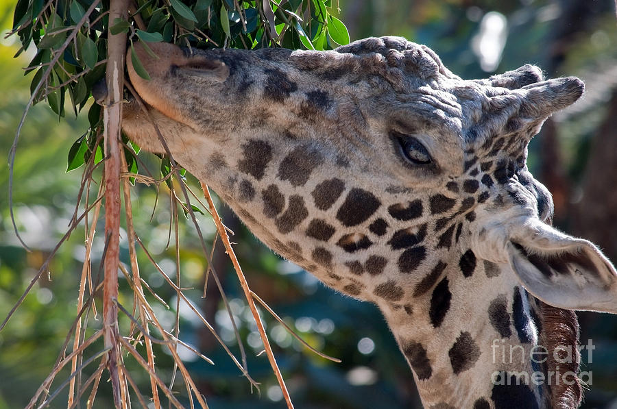 Giraffe Photograph - Eating Organic by Dan Holm