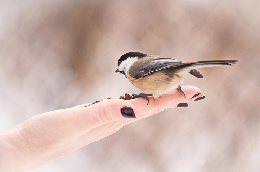 Eating out of the palm of her hand Photograph by Stephen Just - Fine ...