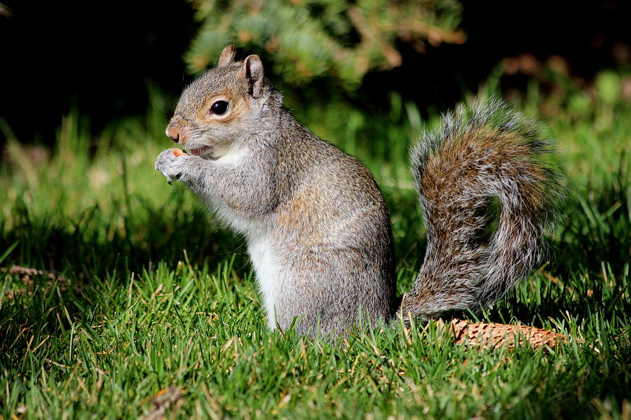 Eating Squirrel Photograph by Shelby Brower - Fine Art America