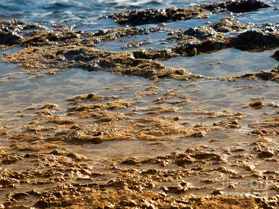 Nature Photograph - Ebb tide by Sinisa Botas