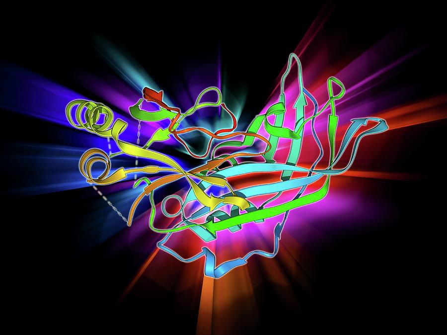 Alpha Helix Photograph - Ebola Matrix Protein Molecule by Laguna Design